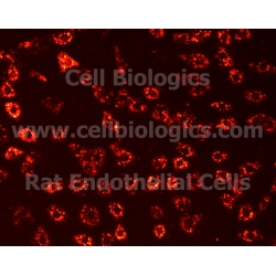 Rat Primary Brain Microvascular Endothelial Cells